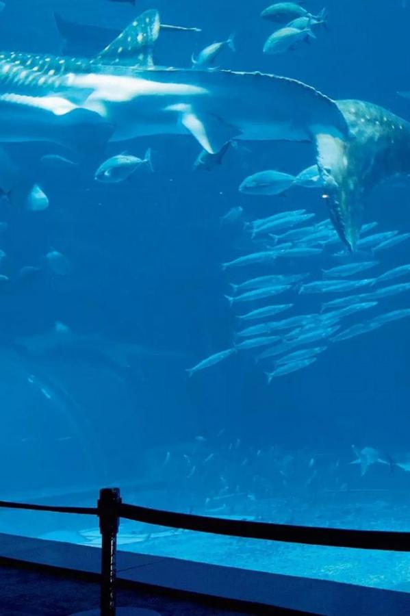 丰满老阿姨视频在线看-1080P完整版在线观看