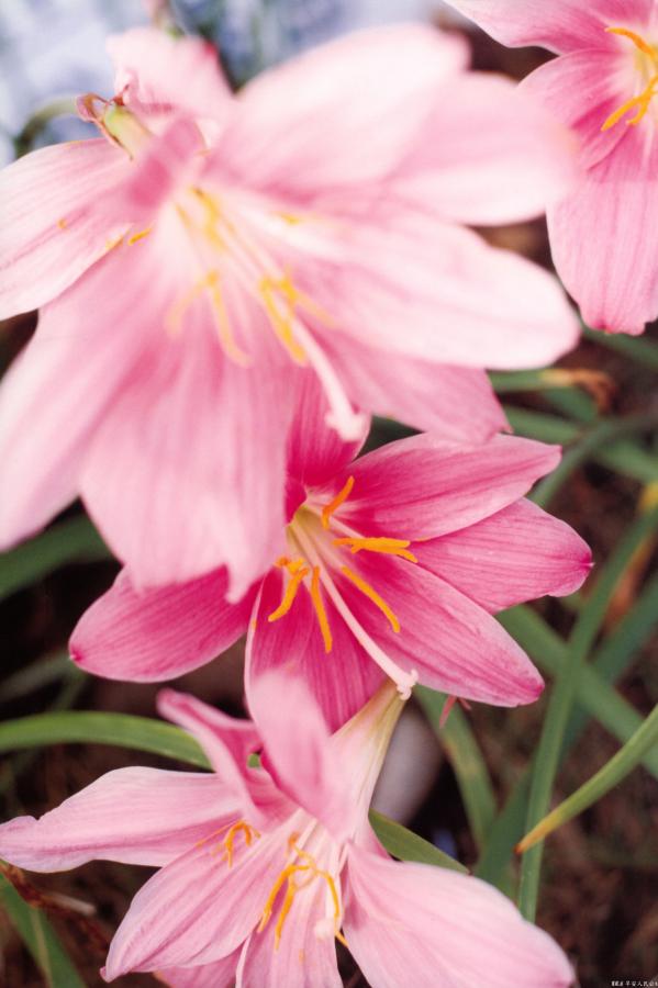 国产乱人伦精品一区二区三区-Ultra HD免费在线观看