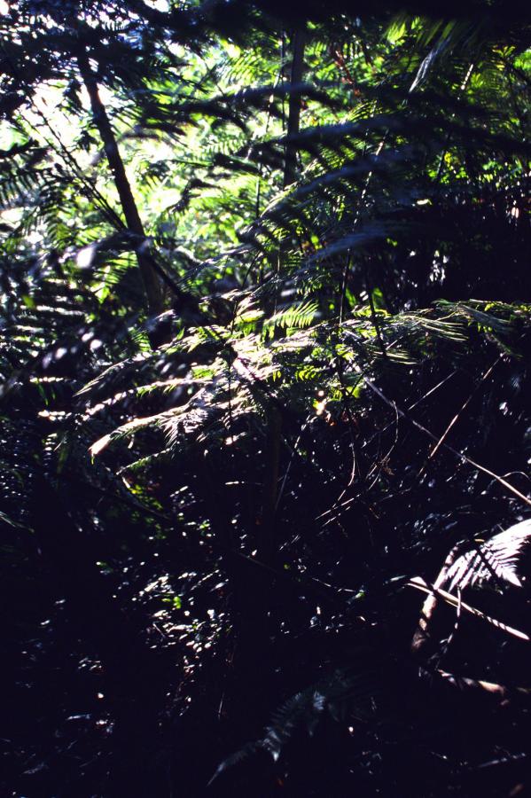 中文字幕无线码中文字幕-天黑黑影院在线观看国语版下载-1440P免费观看