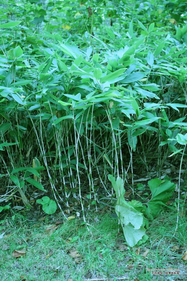 国产成人麻豆亚洲综合精品-Full HD视频大全