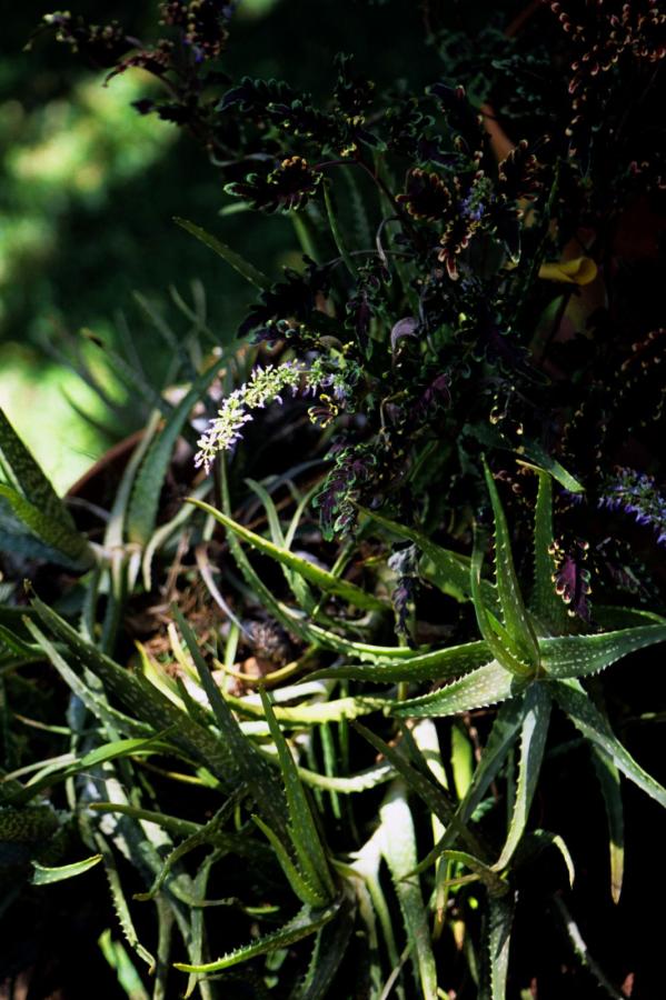 狠狠色在线视频20 8-人成免费视频-三个糙汉一个软妹CV-4320P全集免费播放